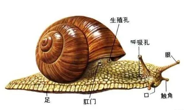 https://gyyey.wxlxjy.com/contents/sitefiles2039/10199337/images/30754582.jpeg