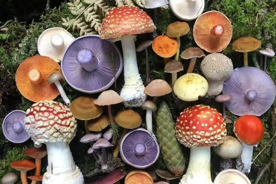 https://gyyey.wxlxjy.com/contents/sitefiles2039/10199337/images/48314551.jpeg